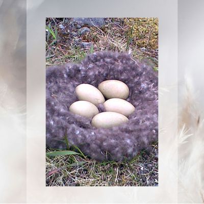 An Eider Duck nest in an Icelandic sanctuary