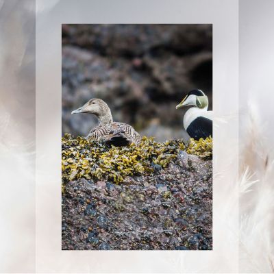 Icelandic Eider Ducks