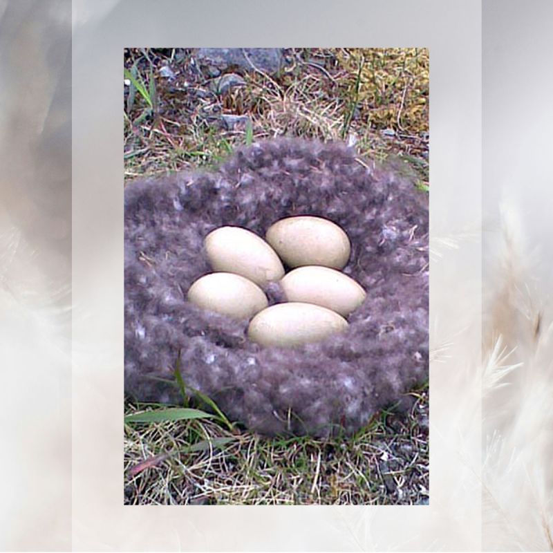 An Eider Duck nest in an Icelandic sanctuary