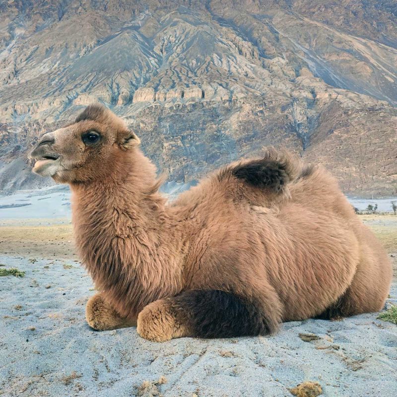 Karakorum 100% Camel Hair Blankets | ANICHINI Luxury Bedding