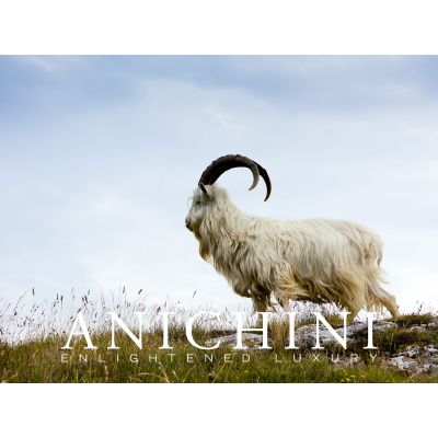 ANICHINI E-GIFT CARD ($100)