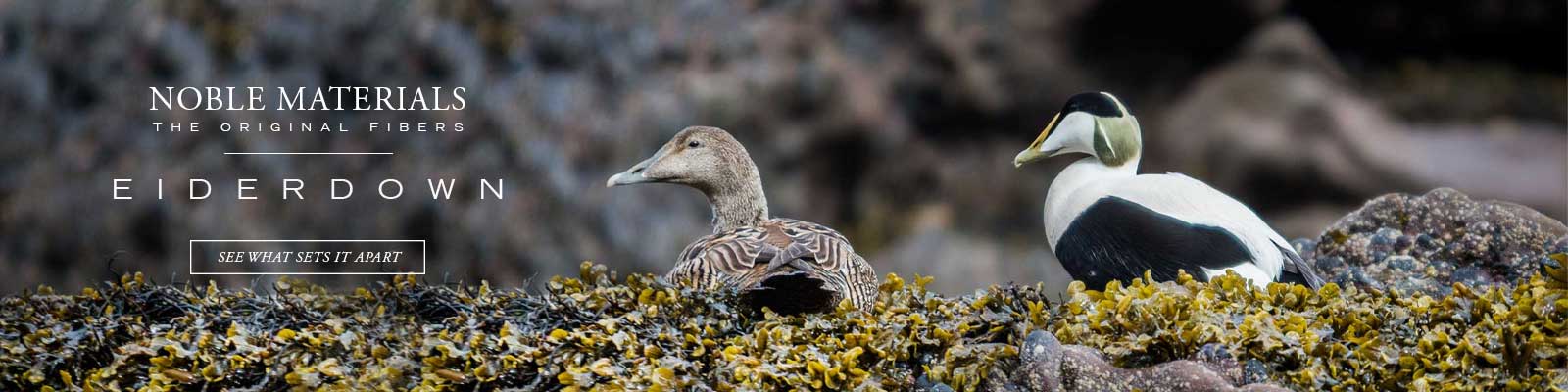 The Eider duck is the source of eiderdown, one of the original fibers, one of the finest, luxury down materials.